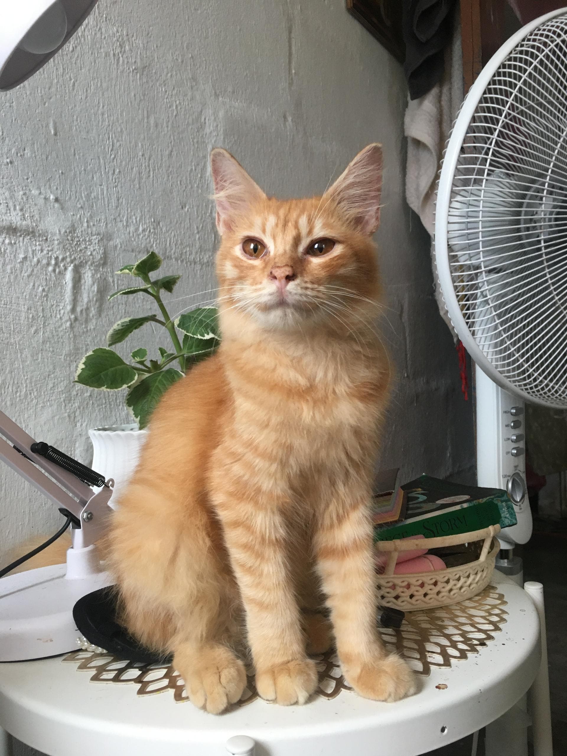 Cat overlooking a glowing skyline