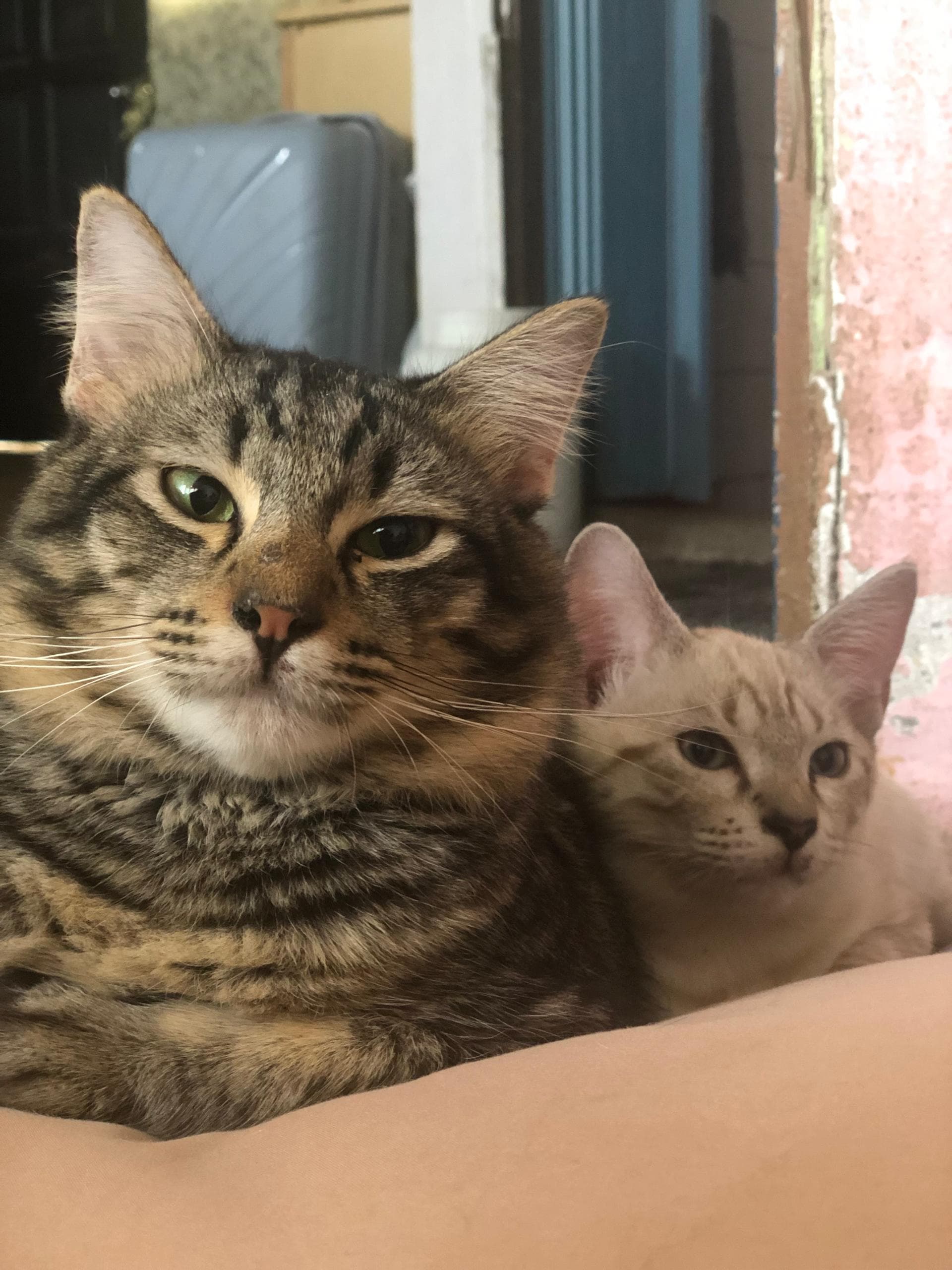 Curious cat peeking outside