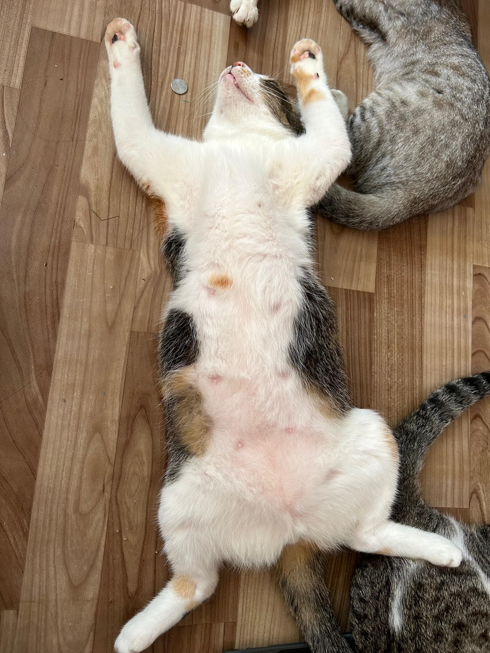 Cat perched on a rooftop