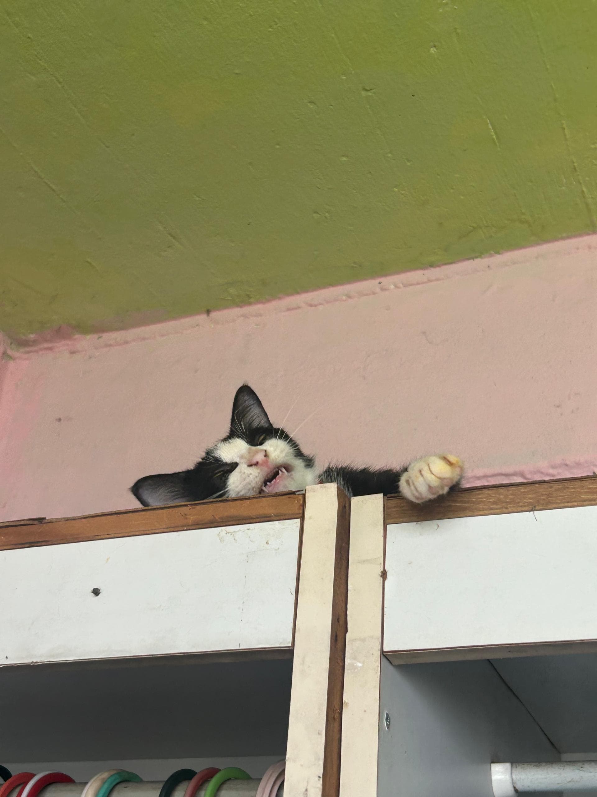 Playful cat in a bright courtyard