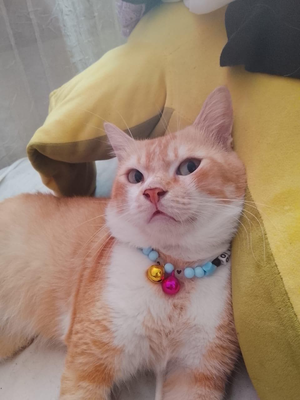 Cat resting near the window